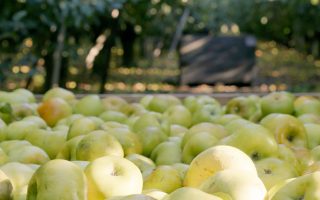 Meet John Zivanovich: One of Our Local Apple Growers