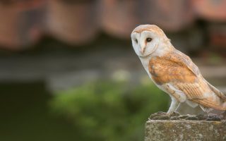 Sustainable Growing: Owls Protect Our Orchards And We Protect Them