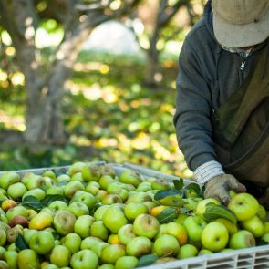 Harvest Season is in Full Swing