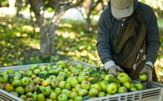 Harvest Season is in Full Swing